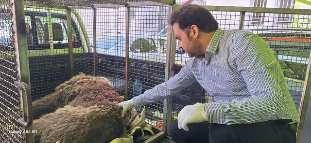 شکار شبانه یک قلاده خرس قهوه ای در حاشیه باغ های انگور شهر سی سخت