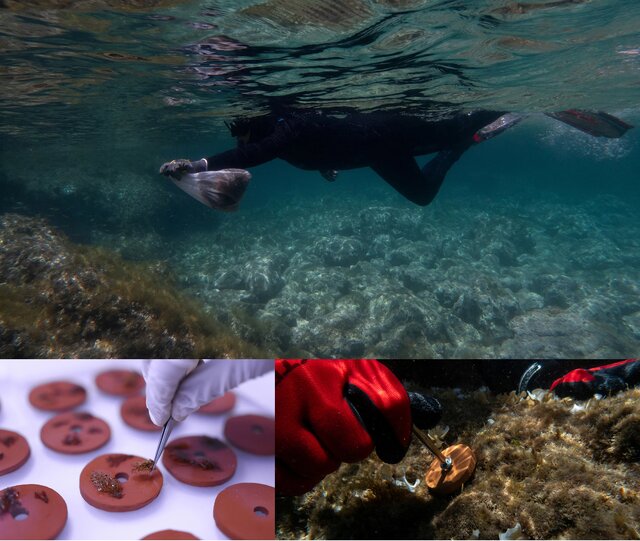 از چشم غولآسای یک نهنگ تا جنگلهای زیر دریا