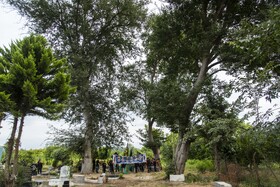 آیین علم گردانی در روستای «باریک آبسر» - ساری