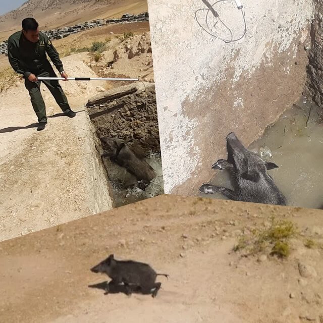 نجات یک رأس گراز وحشی در چاه آب در شهرستان رومشکان