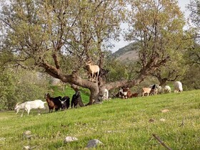 مراتع جوابگوی دام سبک کشور نیست