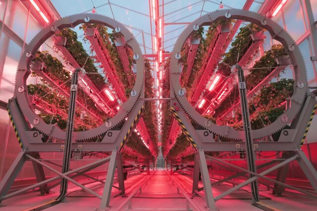 تحولی در کشت توتفرنگی با کشاورزی عمودی و چرخان تحولی در کشت توتفرنگی با کشاورزی عمودی و چرخان