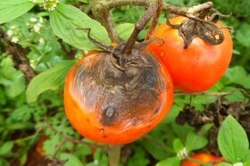 راهکاری طبیعی برای مبارزه با قارچ پژمرده‌کننده گوجه‌فرنگی