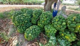 اختصاص بیش از ۲۰۰ هکتار از اراضی کشاورزی نیکشهر به کشت انبه