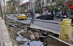 توضیح شهرداری درباره جابه‌جایی درختان کهنسال خیابان فلسطین