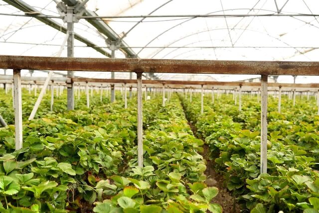 باید به سمت کشاورزی مدرن و هوشمند حرکت کنیم