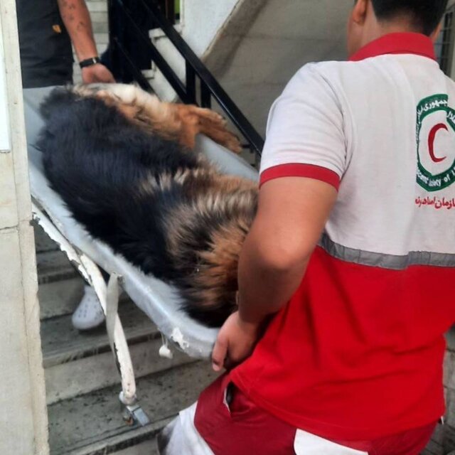 چکاپ سگهای جستجوی هلال احمر بعد از جنگ ۱۲ روزه