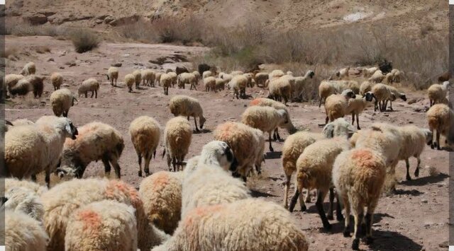 هشدار دامپزشکی مهرستان به دامداران همزمان با آغاز بارندگی‌های تابستانی
