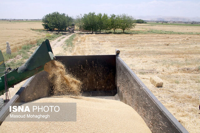 خرید ۴۶ هزار تن گندم از کشاورزان استان/ پرداخت ۳۶ درصد مطالبات گندمکاران