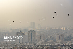 مهاجرت حیات وحش به دلیل آلودگی هوا