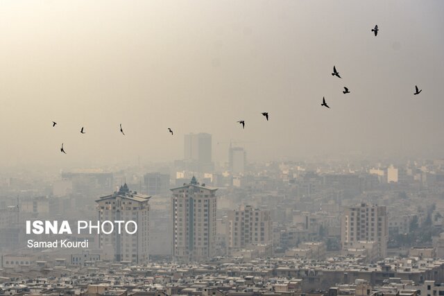 مهاجرت حیات وحش به دلیل آلودگی هوا