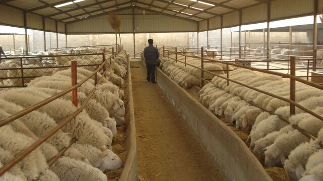 چند هزار تن کالای اساسی در بنادر کشور موجود است؟