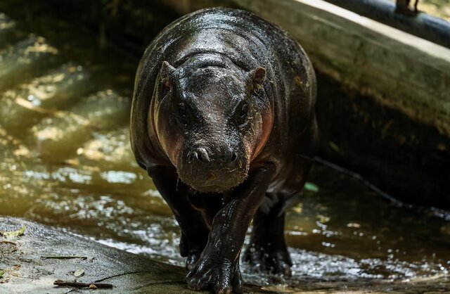 هجوم طرفداران به جشن تولد اسبآبی مشهور