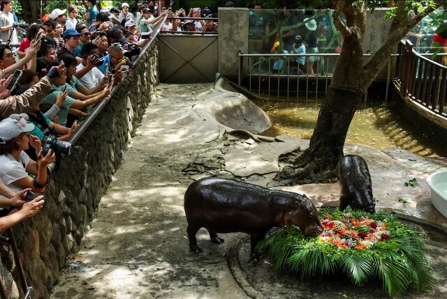 هجوم طرفداران به جشن تولد اسبآبی مشهور