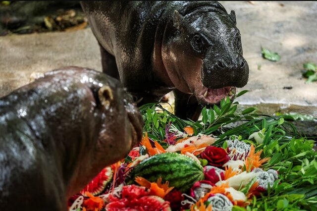 هجوم طرفداران به جشن تولد اسبآبی مشهور