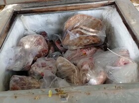 کشف لاشه چندین قلاده گراز و الاغ وحشی در منزلی در شهر زیارتعلی کرمان