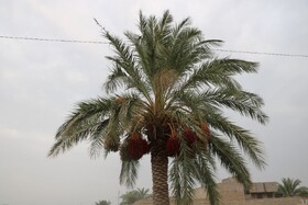 آغاز مرحله هوادهی و رنگ‌آوری درخت خرما در سراوان