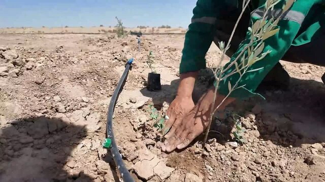 گیاهان دارویی در بوستان‌های یزد کاشته می‌شوند