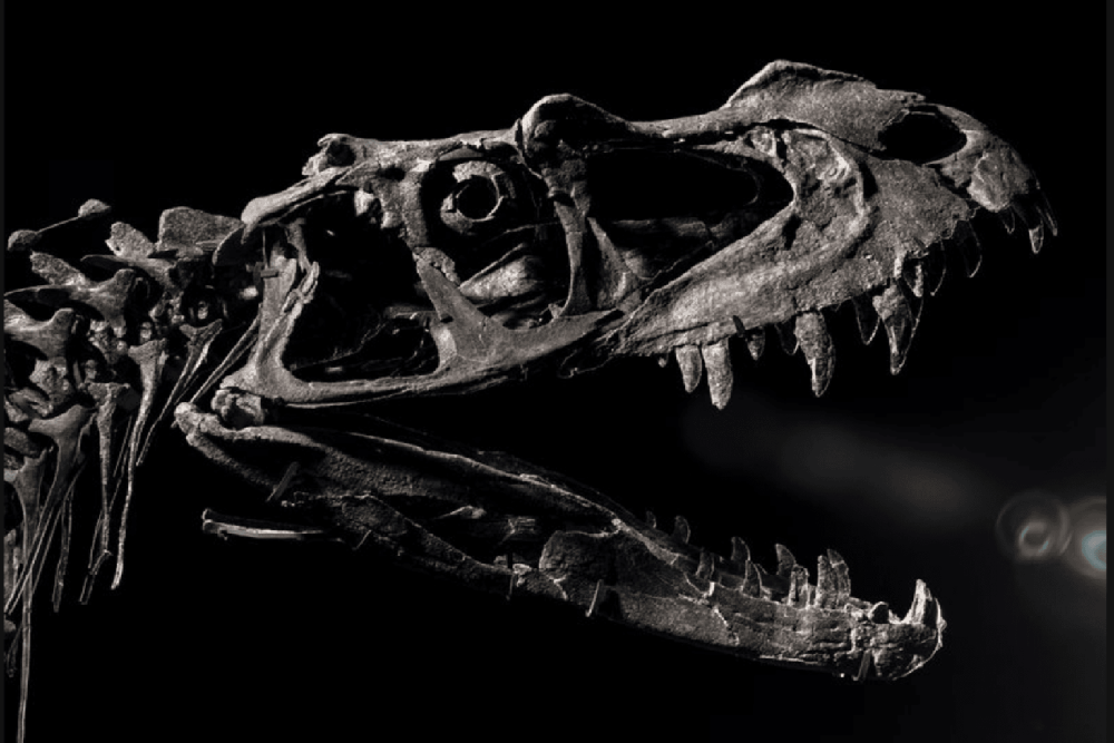 حراج تنها اسکلت دایناسور نوزاد 150 میلیون ساله