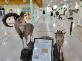 ۲۰ نمونه تاکسیدرمی به موزه تاریخ طبیعی اردبیل اضافه شد