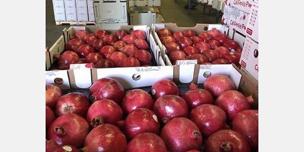 نقش کلیدی مراکز قرنطینه گیاهی استان مرکزی در توسعه صادرات و واردات کشاورزی