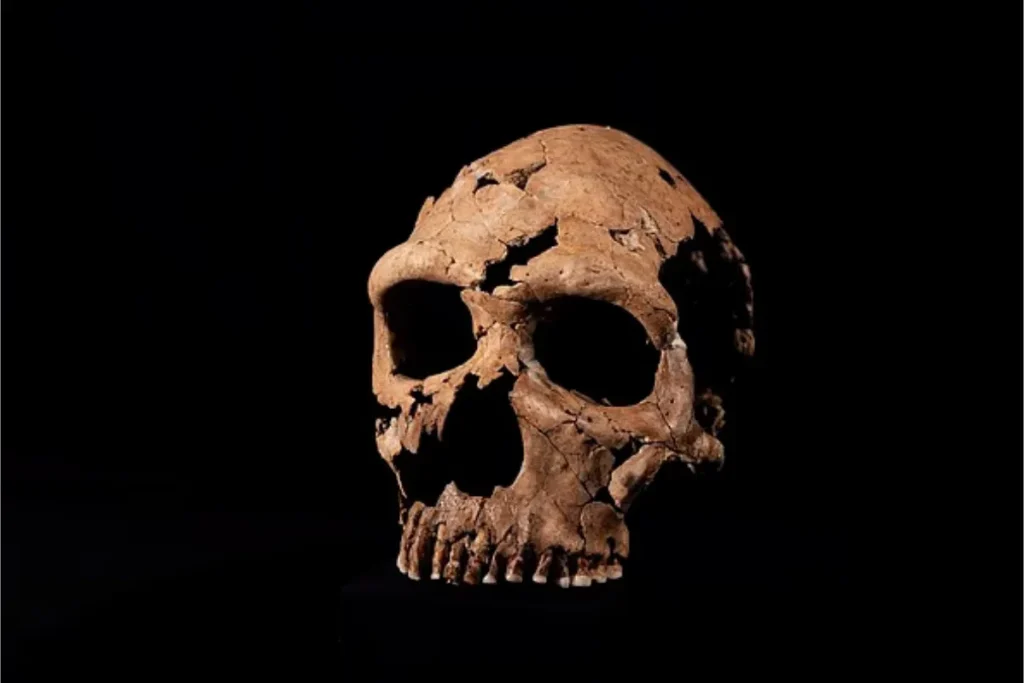 اگر دچار سردرد میشوید شاید اجداد ۲۵۰ هزار سال پیشتان مقصر باشند!