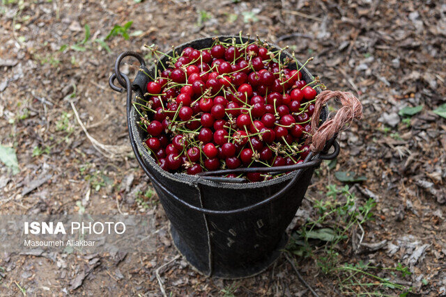 صنایع تبدیلی؛ حلقه مفقوده زنجیره آلبالوی بخش زند