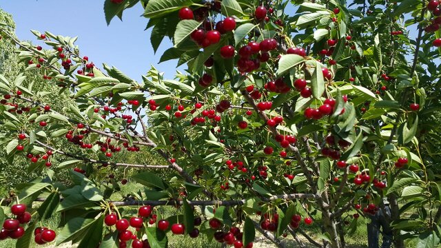 صنایع تبدیلی؛ حلقه مفقوده زنجیره آلبالوی بخش زند