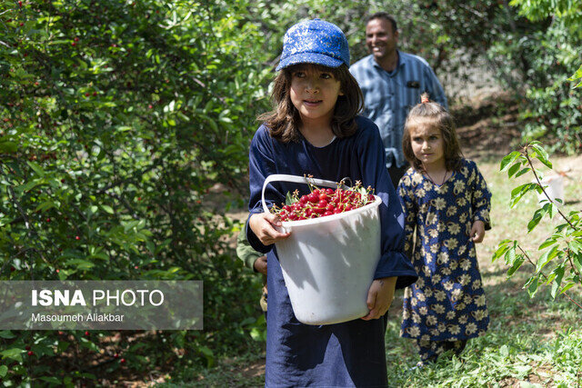 صنایع تبدیلی؛ حلقه مفقوده زنجیره آلبالوی بخش زند