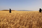 فعال شدن پنج مرکز خرید تضمینی گندم در شهرستان بروجرد