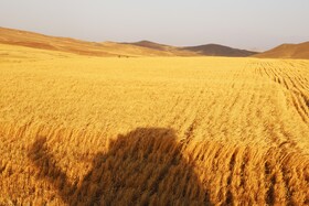 برداشت گندم دیم از مزارع شهرستان اهر