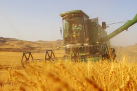 برداشت گندم دیم از مزارع شهرستان اهر