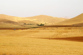برداشت گندم دیم از مزارع شهرستان اهر