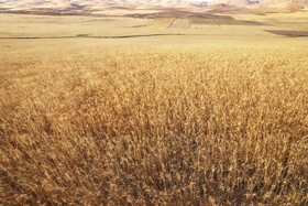 برداشت گندم دیم از مزارع شهرستان اهر