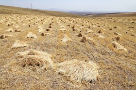 برداشت گندم دیم از مزارع شهرستان اهر