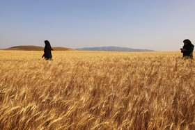 خرید ۲۱۰ هزار تن گندم در لرستان