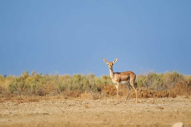 عکس تزئینی ست گشت شبانه محیطبانان برای دور کردن آهوان گرسنه توران از مزارع و باغات منطقه