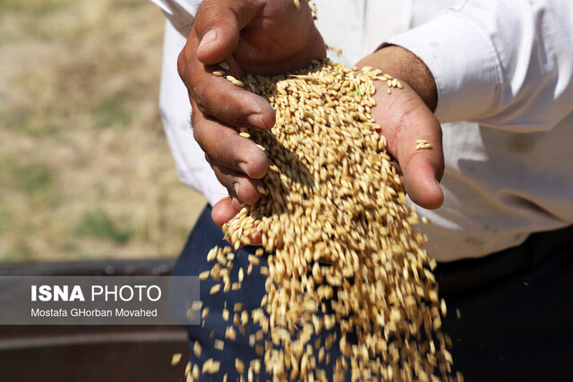 از پرداخت باقیمانده مطالبات گندمگاران خوزستان چه خبر؟