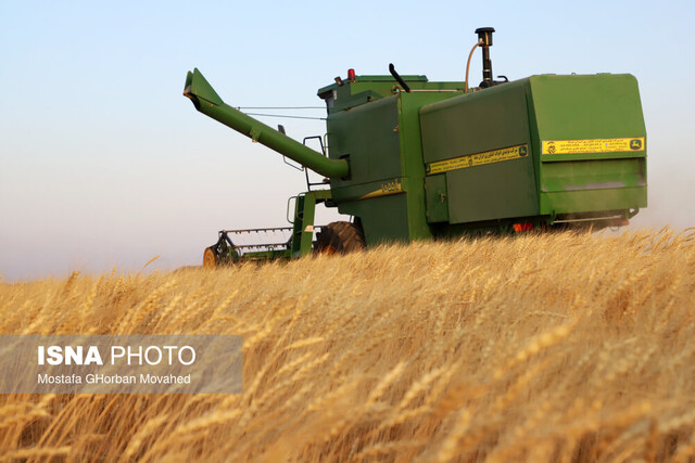 خرید بیش از ۱۷۸ هزار تُن گندم از کشاورزان قزوینی خرید بیش از ۱۷۸ هزار تُن گندم از کشاورزان قزوینی