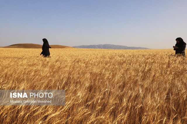 خرید  ۱۲۵هزار تن گندم در آذربایجان غربی