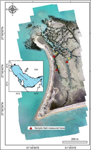 فناوری پهپادی در خدمت حفاظت از جنگلهای حرا/برآورد کربن آبی بدون آسیب به طبیعت