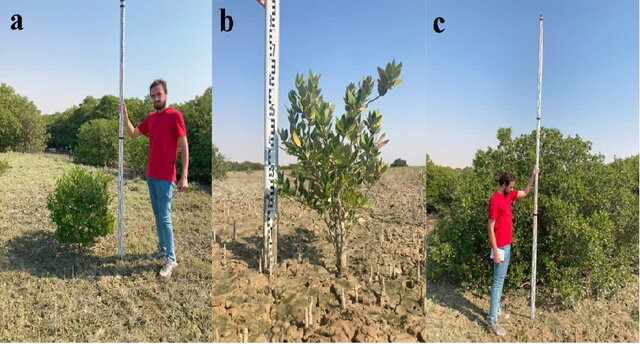 فناوری پهپادی در خدمت حفاظت از جنگلهای حرا/برآورد کربن آبی بدون آسیب به طبیعت