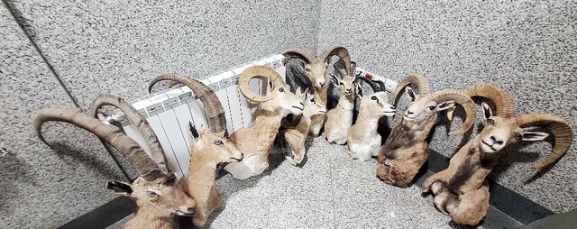 کشف بزرگترین کارگاه غیرمجاز تاکسیدرمی حیات وحش در کرمان کشف بزرگترین کارگاه غیرمجاز تاکسیدرمی حیات وحش در کرمان