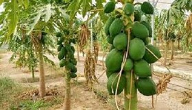 رتبه نخست سیستان و بلوچستان در تولید میوه‌های گرمسیری