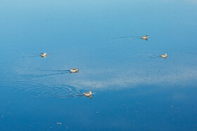 فاضلاب و پساب صنعتی ايجاد شده میتواند باعث از بین رفتن جانداران آبزی و ایجاد خطرات متعدد برای سلامتی انسان و حیات وحش شود