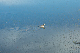 فاضلاب و پساب صنعتی ايجاد شده میتواند باعث از بین رفتن جانداران آبزی و ایجاد خطرات متعدد برای سلامتی انسان و حیات وحش شود.