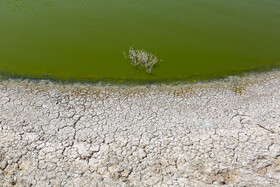 فاجعه زیست محیطی در اسحاق آباد موجب از بین رفتن گیاهان شده است