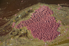 پسابهای صنعتی اغلب حاوی مواد آلایندهای مانند فلزات سنگین، مواد شیمیایی سمی و ترکیبات آلی هستند که میتوانند خاک و آب منطقه را آلوده کنند