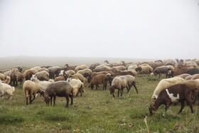 اجرای طرح مولدسازی در ۴۰۰ روستای همدان