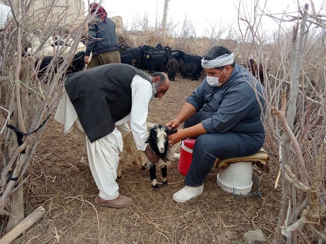ایمن‌سازی بیش از ۴۶ هزار رأس دام سبک در زهک علیه بیماری طاعون